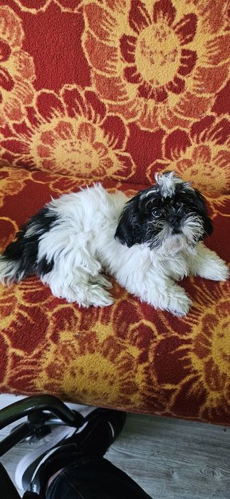 Piekny szczeniak shih-tzu