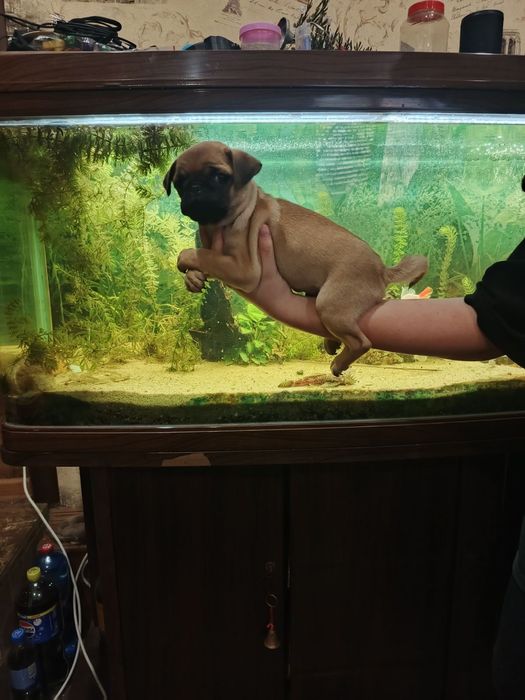 Мопсодітки.  Хлопчики абрикосики.