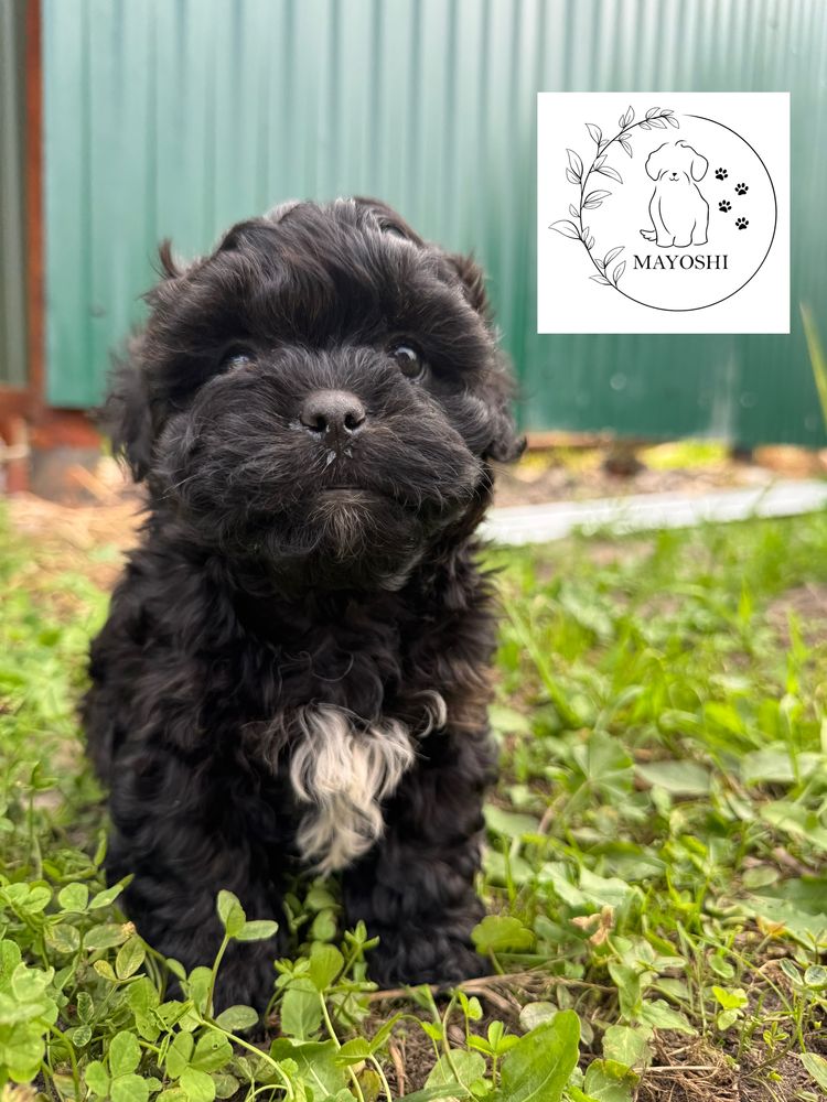 Guffi Samiec Shihpoo Wyprawka Badania genetyczne Pudel Maltipoo