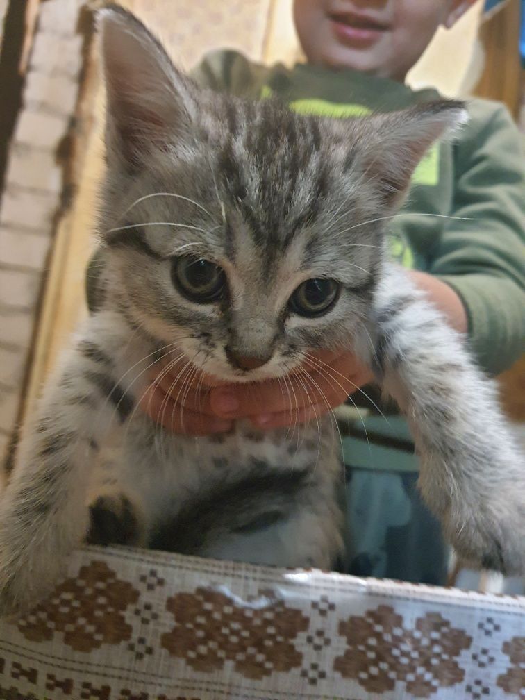 Отдам котят бесплатно
