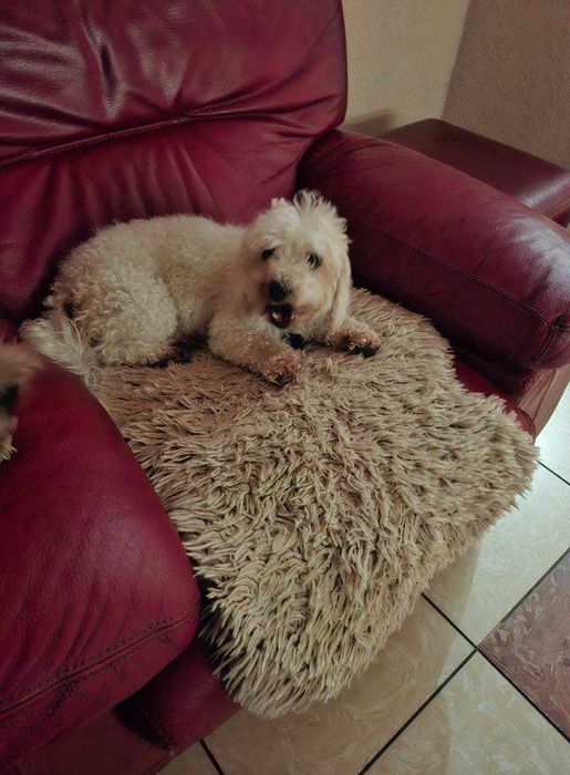 Mieszaniec maltańczyka suczka szuka domu