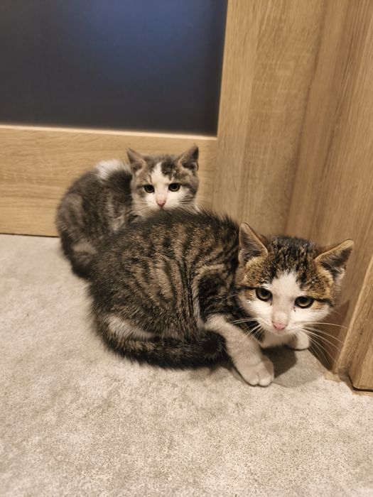 Oddam kotki w dobre ręce