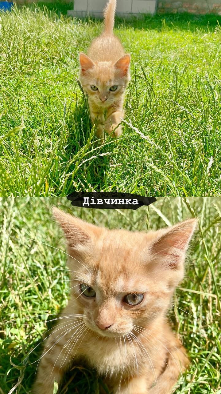 отдам котят бесплатно