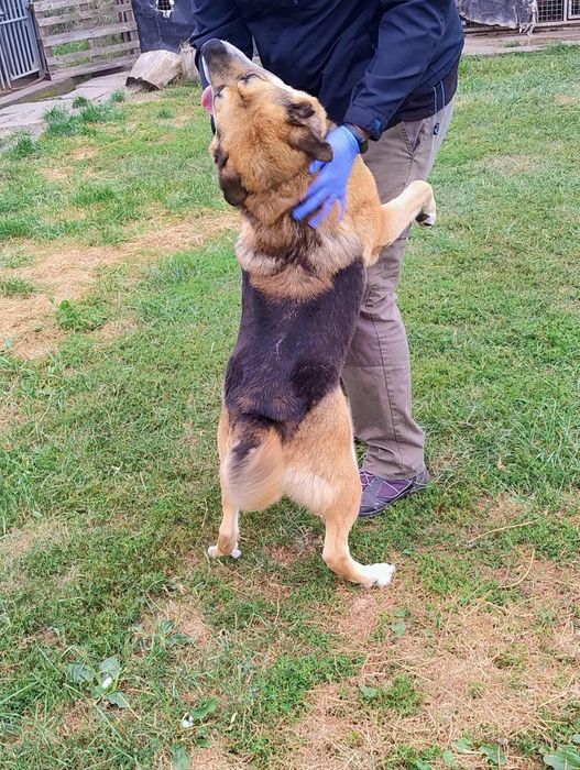 Otto - owczarek idealny - oddam w dobre ręce