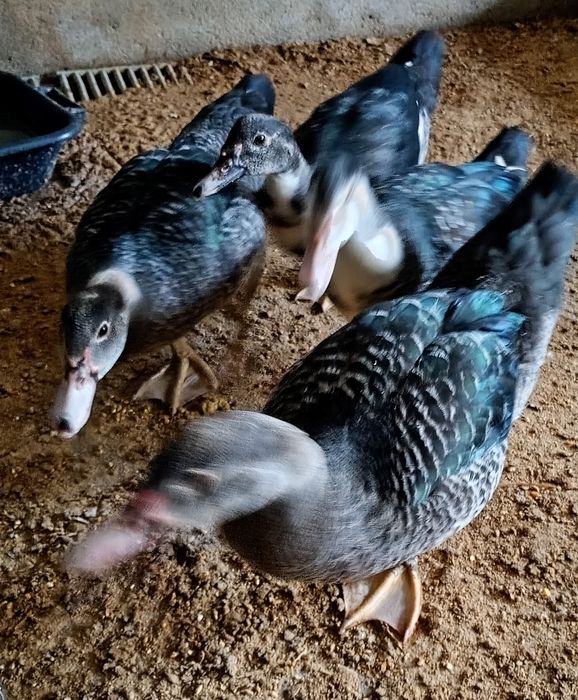 Casal de patos mudos