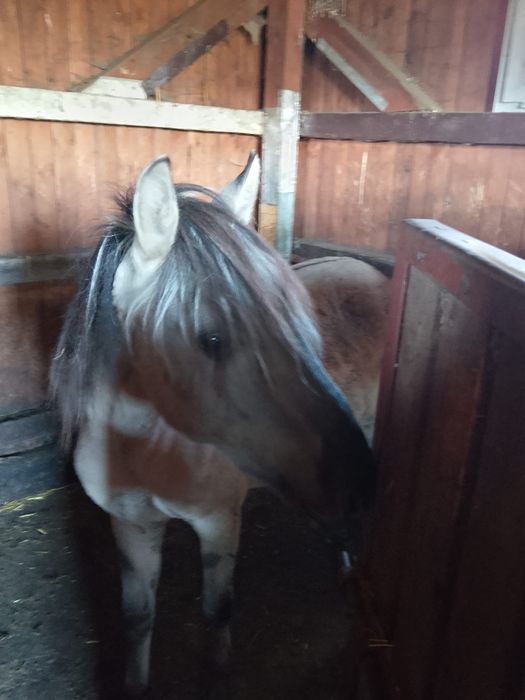 Konik polski Ogierek