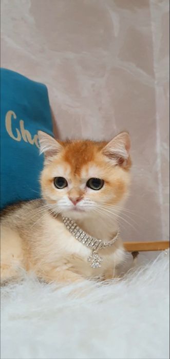 Золотая  британская  шиншилла