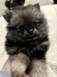 Spitz alemao anao