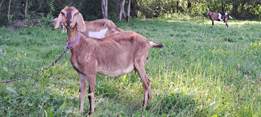 Koza anglonubijska