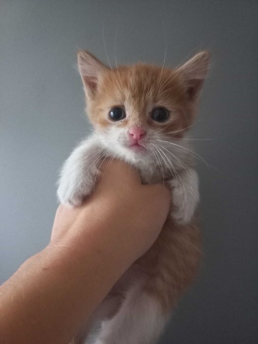 Кошенята 1 місяць 1 тиждень