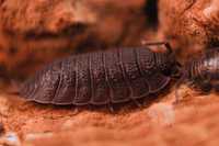 Porcellio scaber, prosionek szorstki, isopoda, równonogi