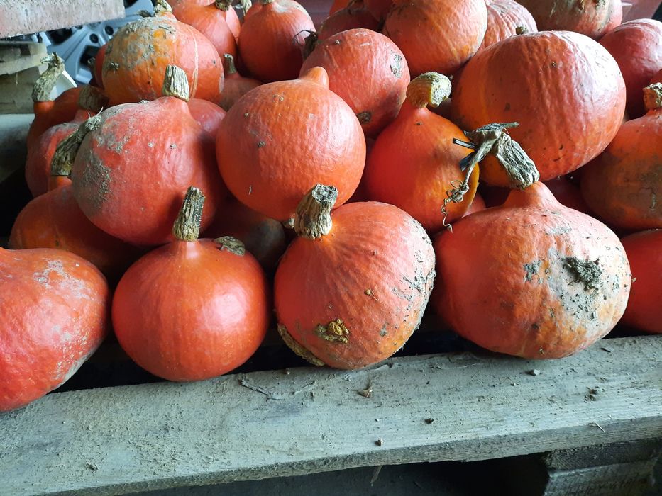 Dynie Hokkaido/ sprzedam