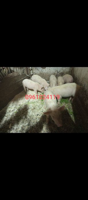 Продам поросята домашнього годування