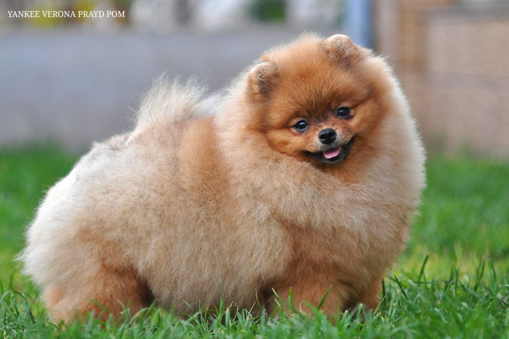 Зацілована красуня Верона