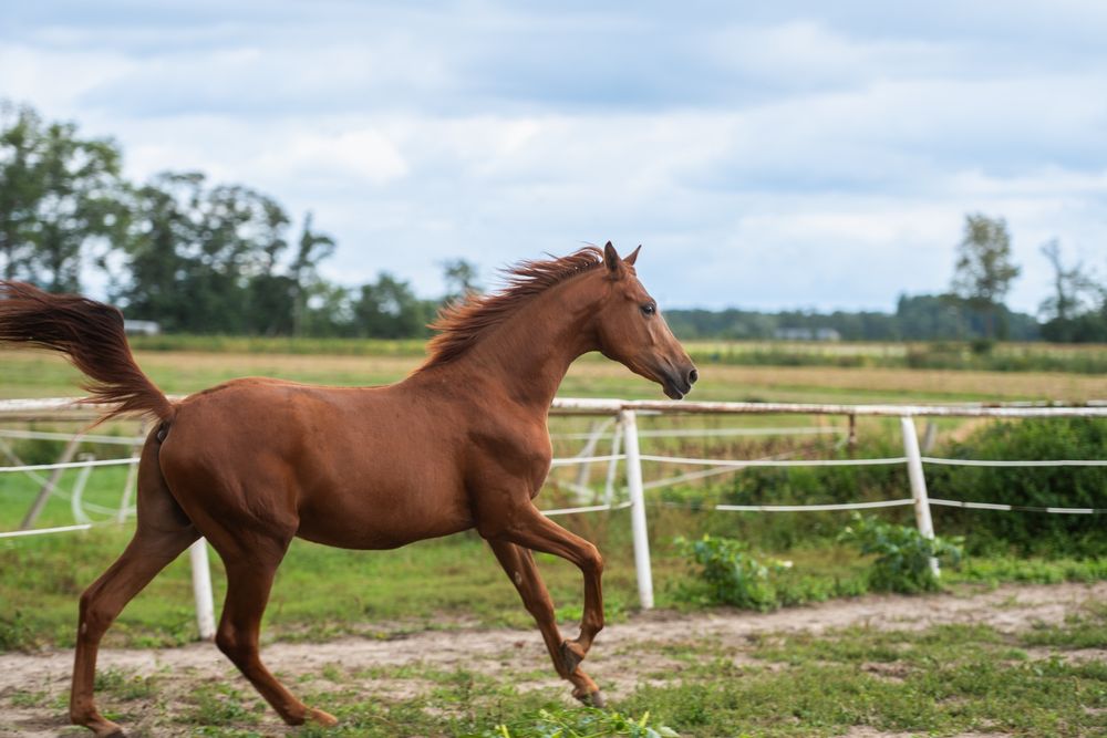 Ogier ujeżdżeniowy 2023r. Morricone x Rosengold