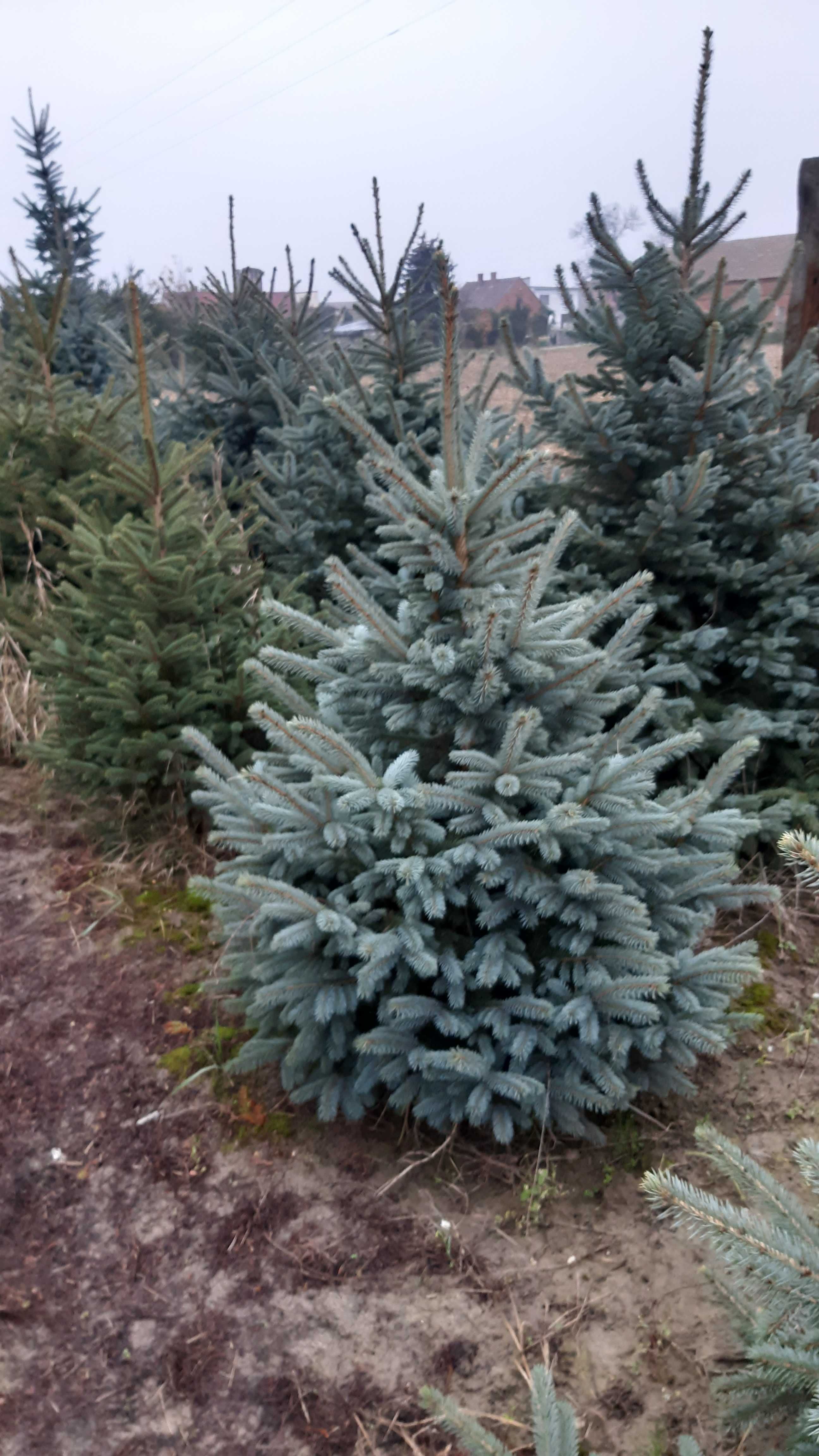 Choinki srebrne z własnej plantacji