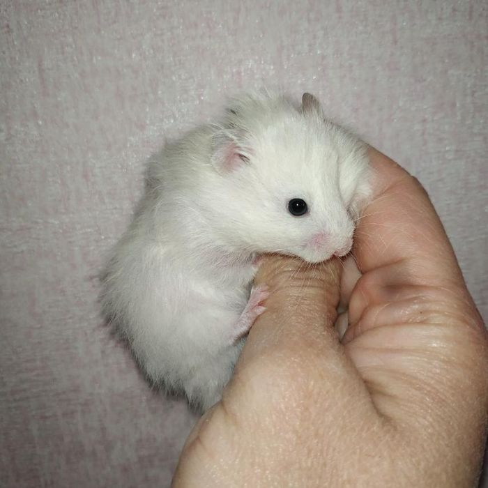 хомяки рыжие белые серые королевский крупный добрый хомяк в Харькове