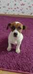 Jack Russell Terier