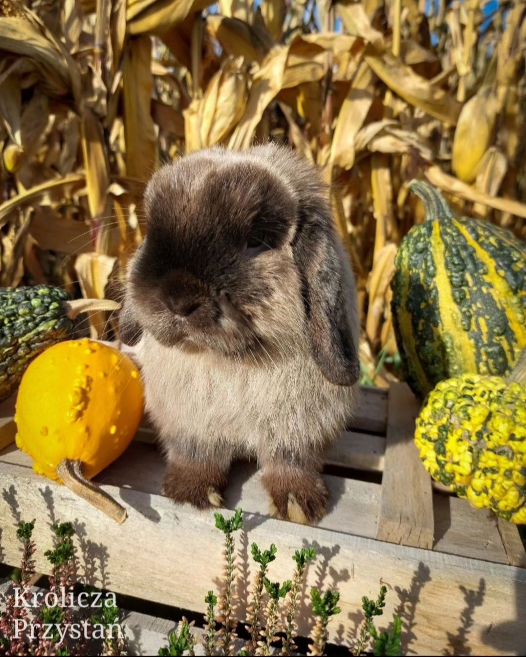 Królik Baranek Miniaturka MINI LOP