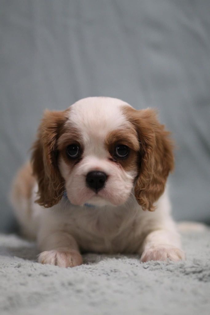 ***Cavalier King Charles spaniel**