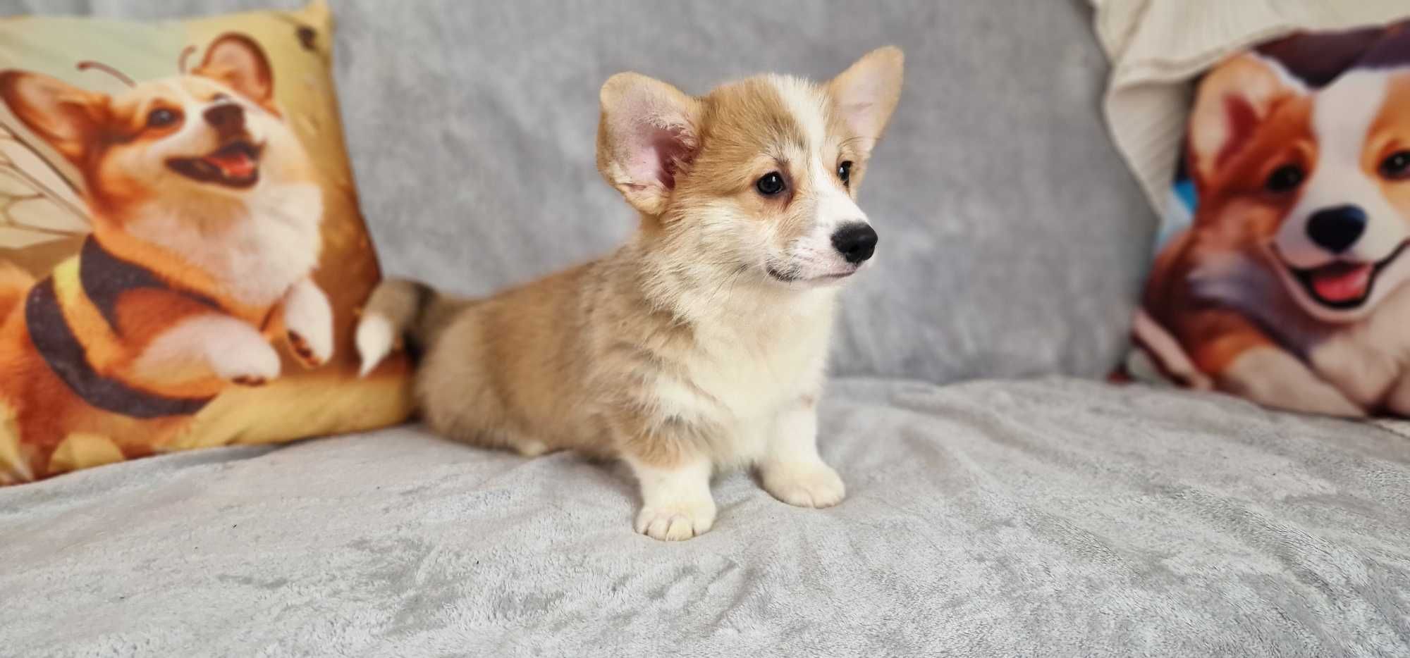 Welsh Corgi Pembroke