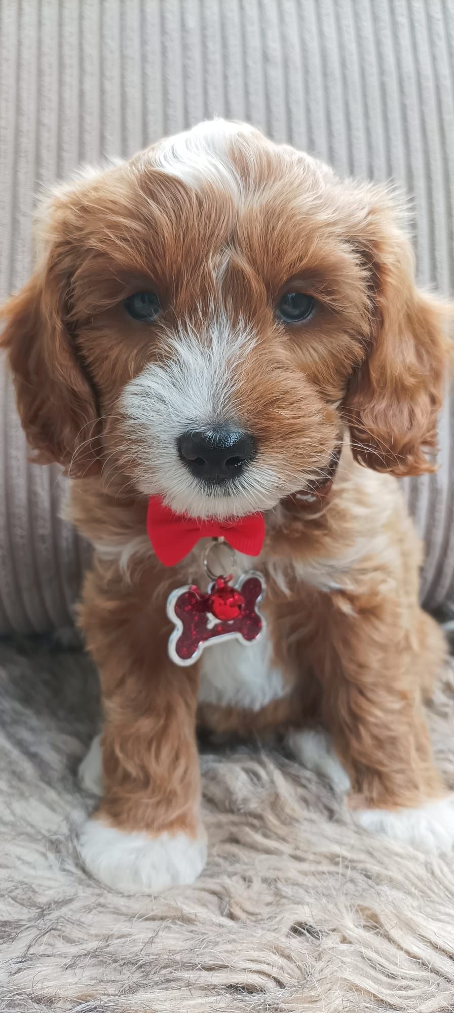 Cavapoo F1B Cavapoo&Pudel Miniaturowy