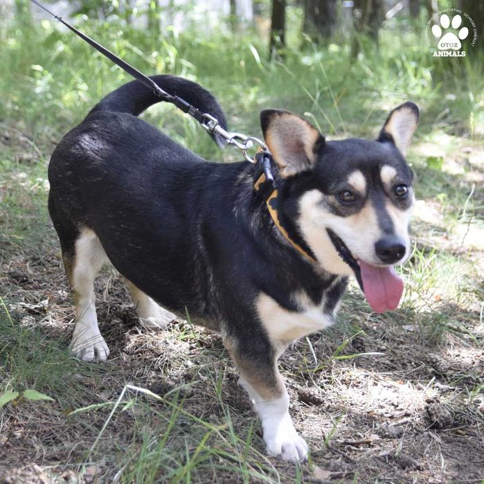 Cudowna Czarusia szuka domu!