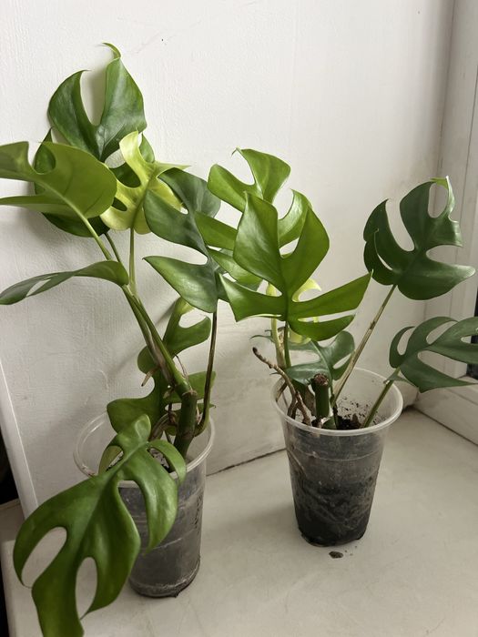 Монстера мініма минима