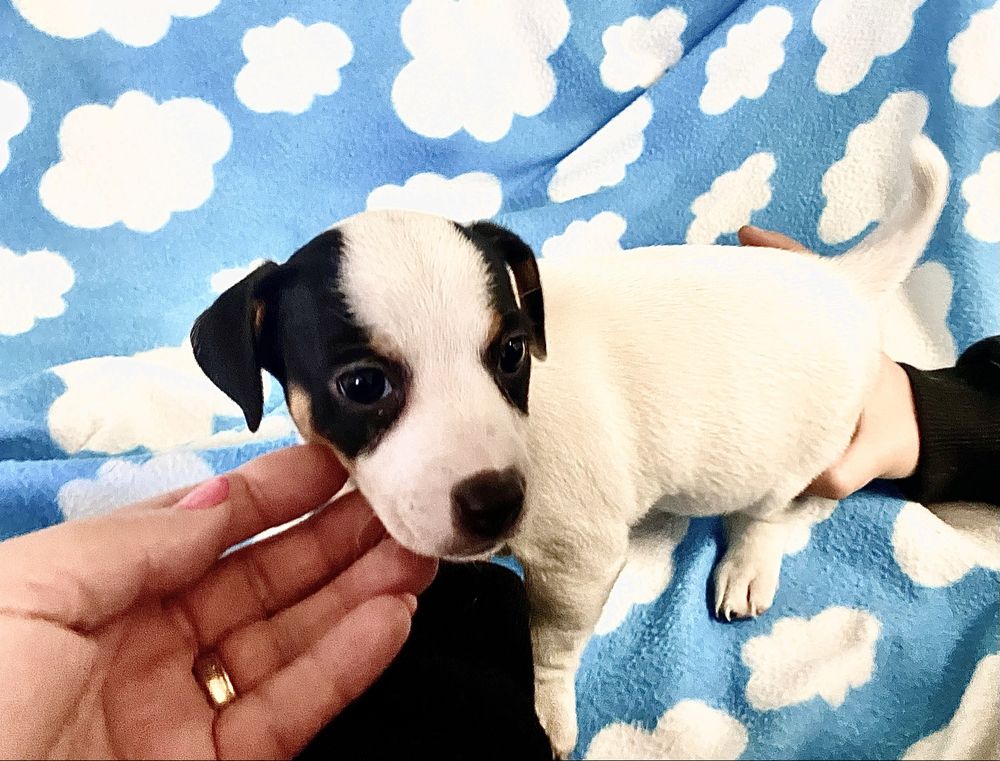 Jack russel terrier