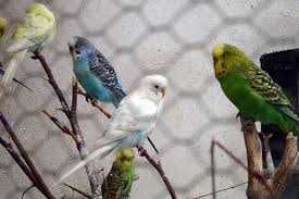 Papużki faliste różnokolorowe - samiczki i samce