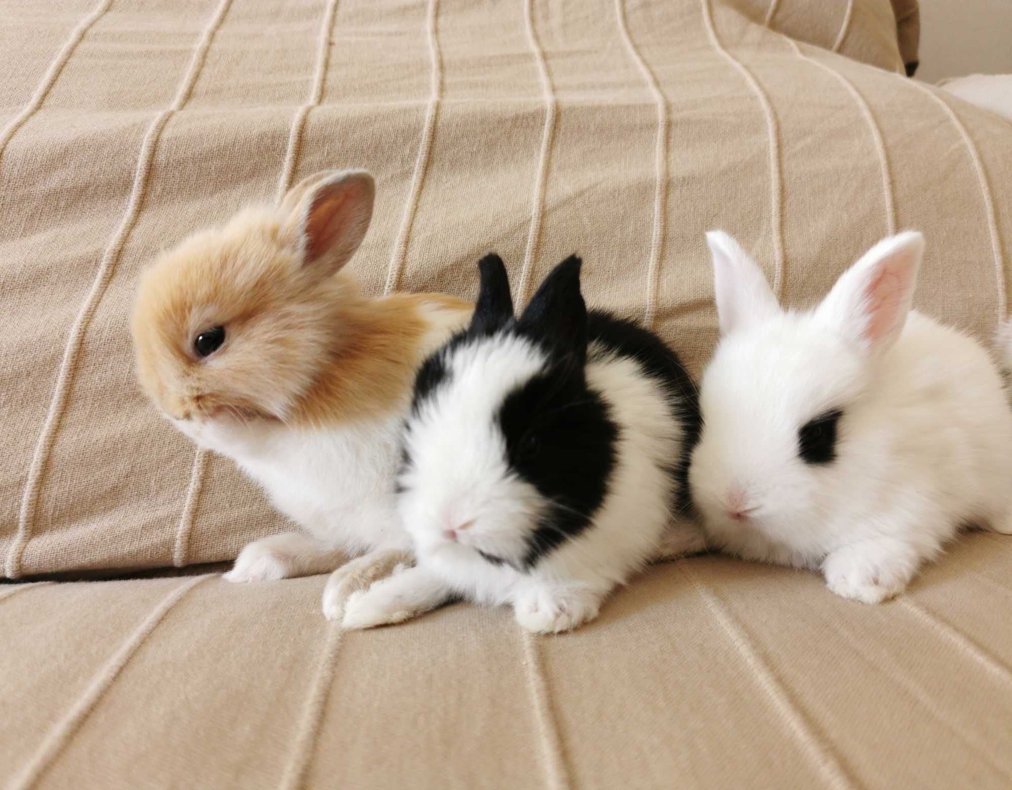 KIT Coelhos anões teddy e minitoy lindíssimos e muito dóceis