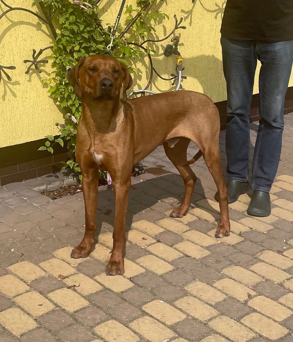 Rhodesian Ridgeback Likwidacja Hodowli Młodzieżowy Champion Polski FCI
