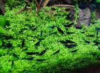 Camarões azuis neocaridina Blue Dream