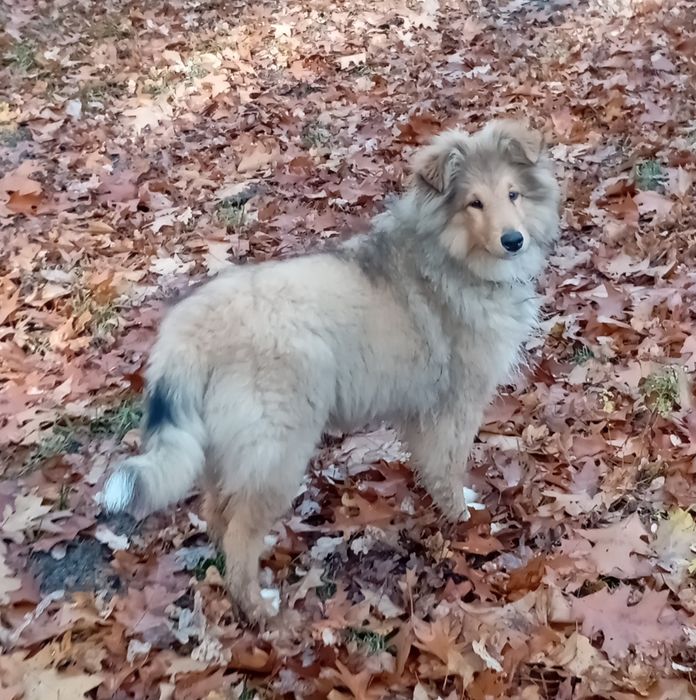 Owczarek szkocki collie