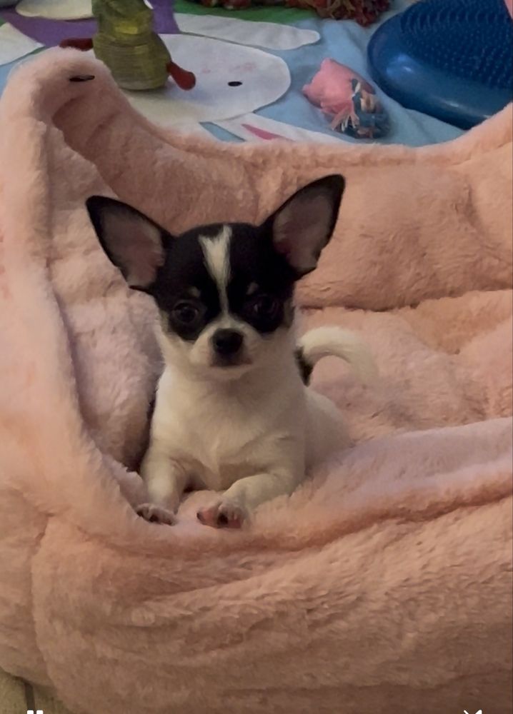 Chihuahua krótkowłosy ZKwP/ FCI