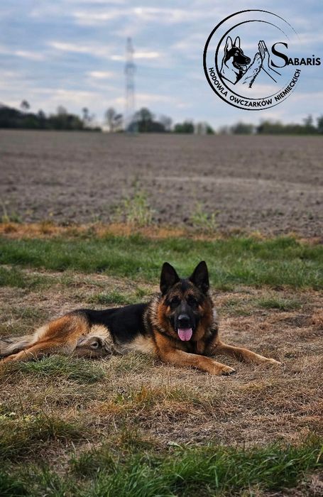 Owczarek niemiecki szczeniak