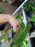 philodendron parasito verde-ciety szczyt