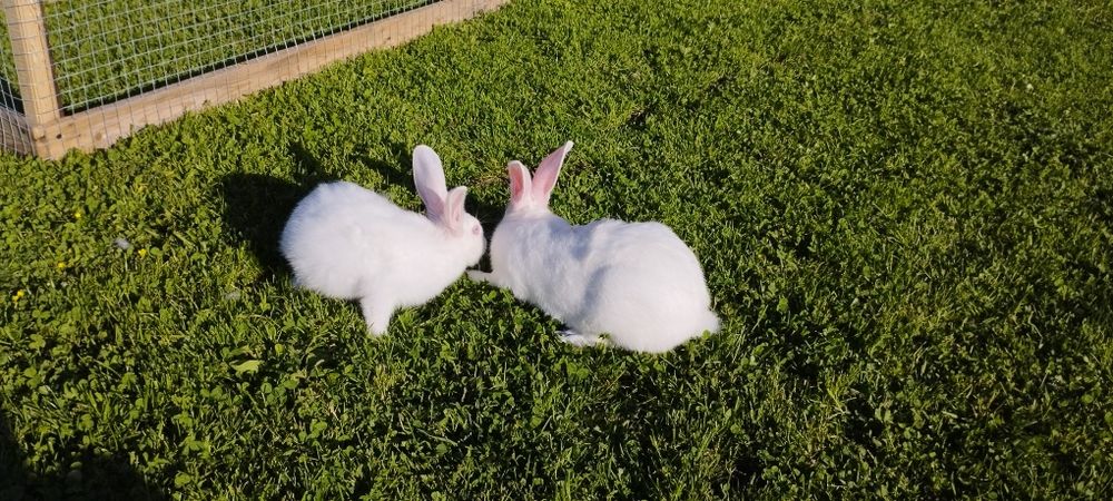 Młode termondy Kalifornię nowzelandy czysto rasowe