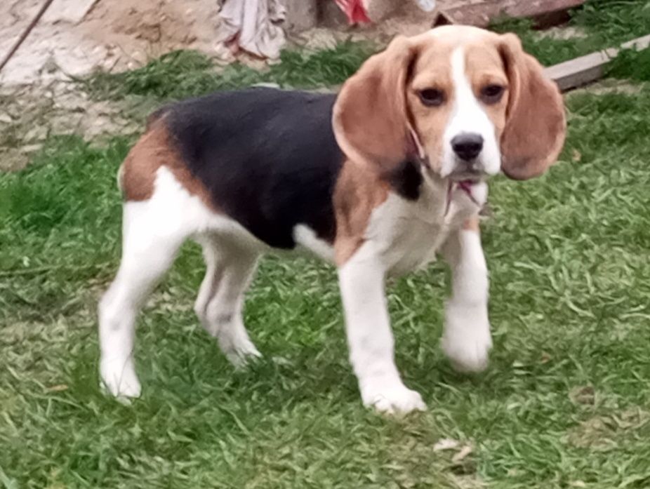 Beagle suczka metryka i czip Bambi zarezerwowana!!!