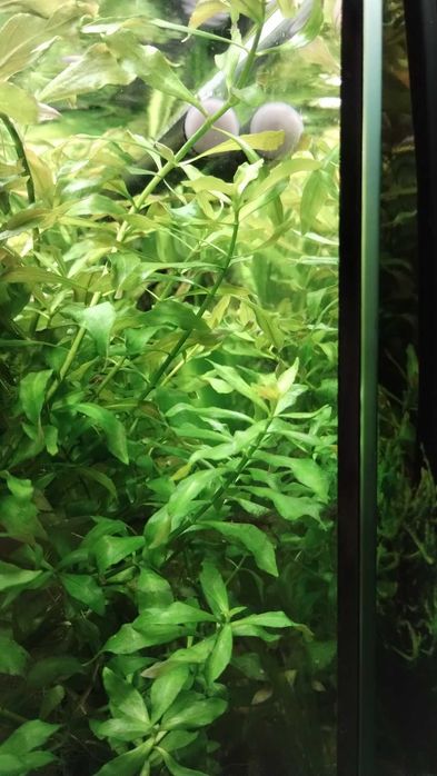 Ludwigia natans  (Ludwigia pływająca) / 3 sztuki