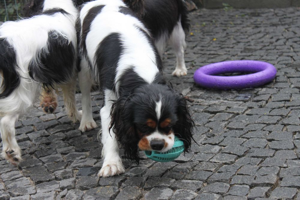 Щенки Кавалер Кинг Чарльз Спаниель триколор (КСУ-FCI)