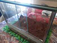 Terrario Terratlantis