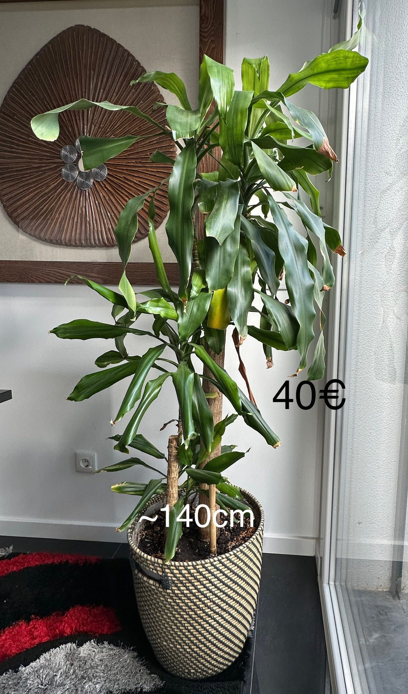 Vários quadros e plantas de decoração