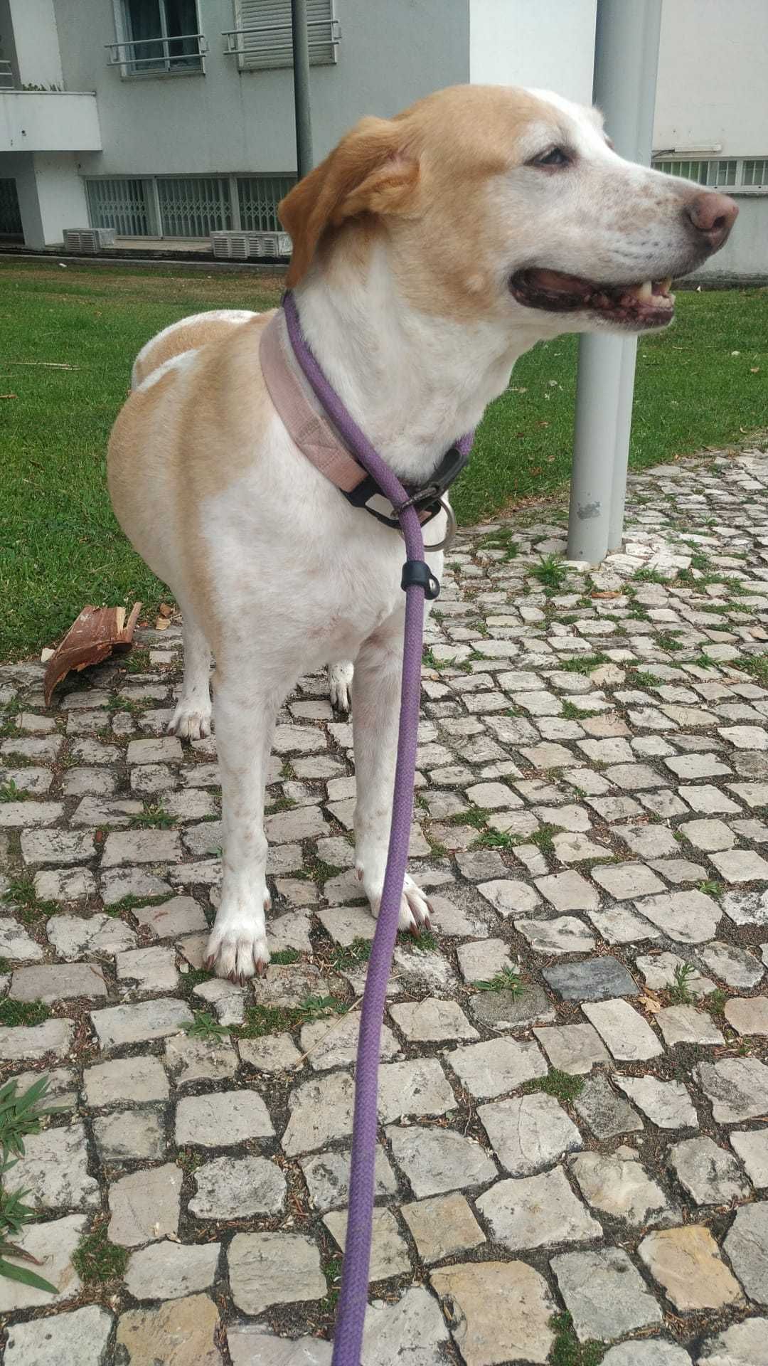 Dogwalker - Passeio de cães