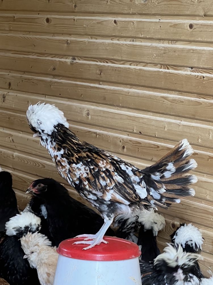 Czubatki wielbladzie, trojbarwne, brahmy, bialoczuby czarne,niebieskie