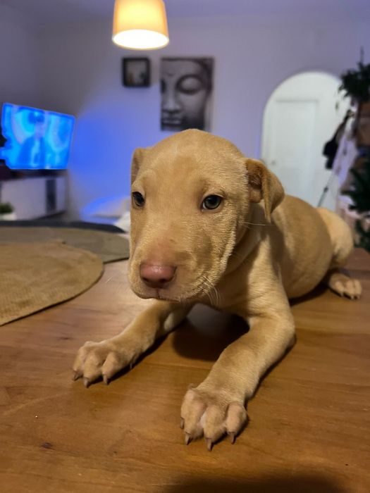 Adoção responsavel