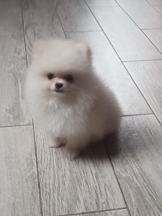 Pomeranian piesek