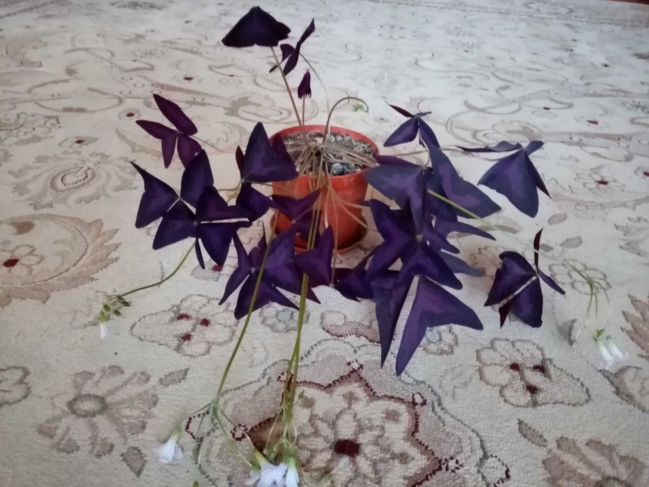 Продам комнатный цветок "Кислица" (оксалис)