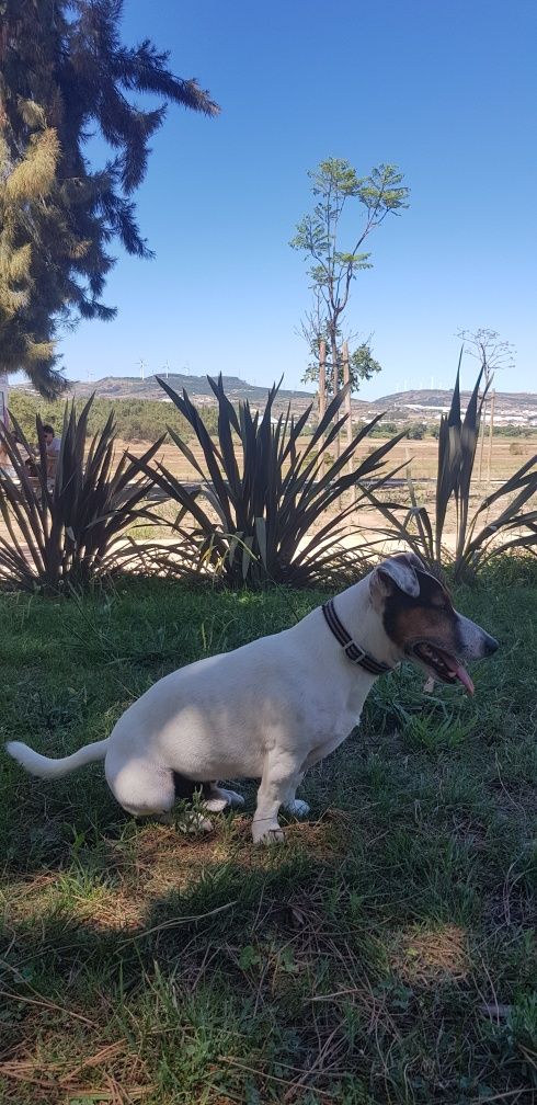 Jack Russel Terrier para montas