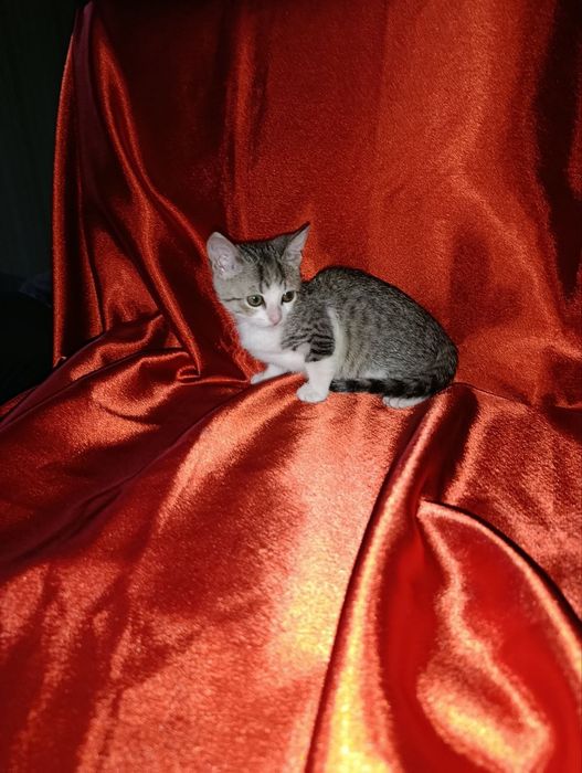 Котят в заботливые руки